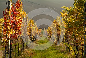 Autumn season, vineyards with yellow and orange colored leaves