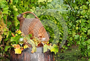 autumn season with white wine in vineyard