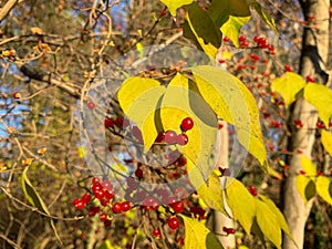 Autumn seasonal background with red berries and yellow leaves