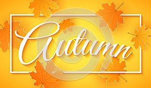 Autumn seasonal banner. Greeting card. Calligraphy and lettering. Orange maple leaves. Orange background. White frame. Vector illu