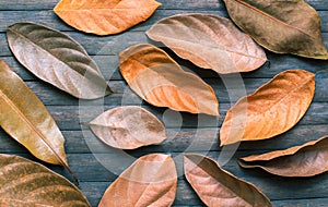 Autumn seasonal banner template. Old dry leaf ornament on wooden table.