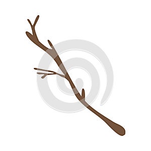 Autumn seasonal bare elegant tree branch without foliage