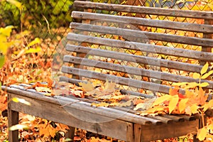 Autumn seasonal colorful background. A wooden bench to relax in silence in tranquility in a garden in a park with fallen