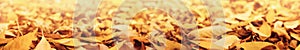 Autumn seasonal nature background with panorama of yellow fallen leaves and blurred background. Wide format for banner and frame,