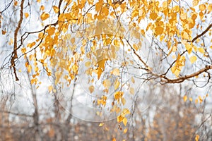 Autumn seasonal October background with bright colorful yellow golden branches and birch foliage in the sunlight in the forest on