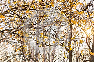 Autumn seasonal October background with bright colorful yellow golden branches and birch foliage in the sunlight in the forest on