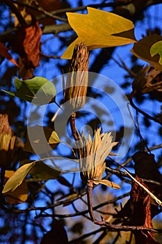 Autumn seed pods of Tulip Tree, latin name Liriodendron Tulipifera, with some golden and green autumn leaves around