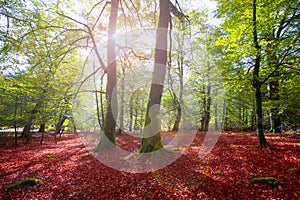 Autumn Selva de Irati beech jungle in Navarra Pyrenees Spain photo