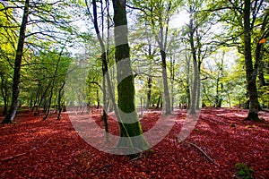 Autumn Selva de Irati beech jungle in Navarra Pyrenees Spain photo