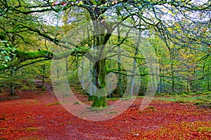 Autumn Selva de Irati beech jungle in Navarra Pyrenees Spain photo