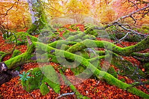 Autumn Selva de Irati beech jungle in Navarra Pyrenees Spain