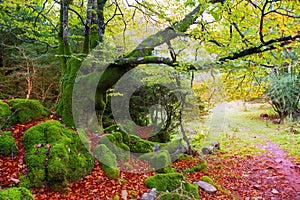 Autumn Selva de Irati beech jungle in Navarra Pyrenees Spain photo