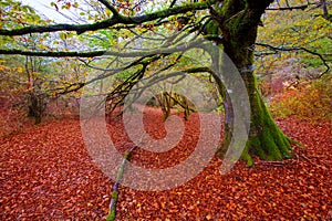 Autumn Selva de Irati beech jungle in Navarra Pyrenees Spain photo