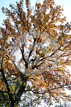 Autumn senery photo