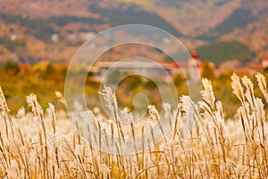 Autumn at Sengokuhara Pampas Grass Fields