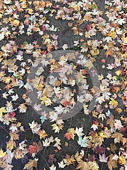 Autumn Serenity: Maple Leaves on Pavement photo