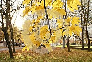 Autumn set with branches of tree and leaves
