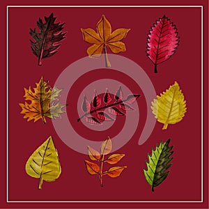 Autumn set of leaves of different trees. Yellow, red, orange, maple, birch, oak. Hand-painted, watercolor. Vector isolated objects