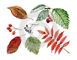 Autumn set of linden leaves with seeds, bunches of viburnum berries, rowan berries, wild grapes.