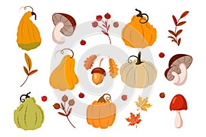 Autumn set, pumpkins, mushrooms, acorns, rowan and maple leaves on a white background. Autumn print, decor elements