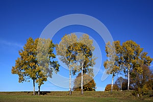 In autumn several birch trees with yellow leaves stand side by side in the landscape against a blue sky