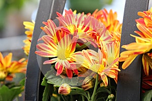 Autumn shades Chrysanthemum red yellow flowers