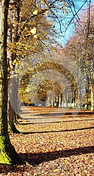 Autumn shadows in gold