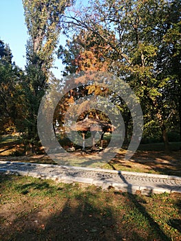 The autumn shadows in the park