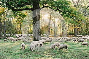 Autumn sheep graze the Englischer Garten photo