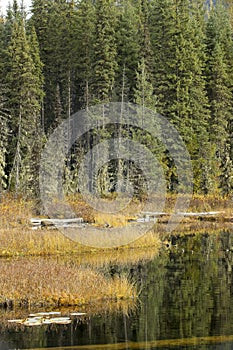 Autumn shoreline of Huff Lake photo