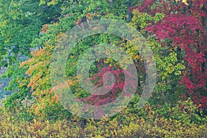 Autumn Shoreline Mud Lake photo