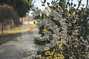 Autumn shot in a family garden with yellowing bush