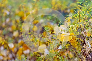 Autumn. Shrubs and yellow leaves. Nature beautiful blurred background. Shallow depth of field. Toned image. Copy space.
