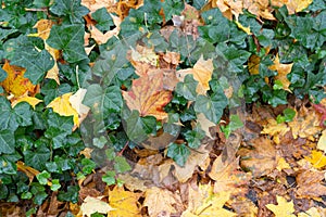 Autumn Sidewalk Texture Background, Yellow Fallen Leaves on Old Pathway with Autumn Leaves and Green Ivy Border