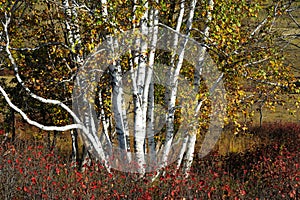 Autumn silver birch forest