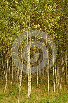 Autumn silver birch forest in the Flemish countryside photo