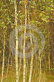 Autumn silver birch forest in the Flemish countryside photo