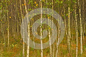 Autumn silver birch forest in the Flemish countryside photo