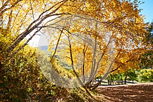 The autumn silver birch scenic