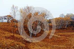 The autumn silver birch on steppe