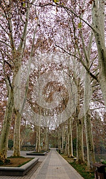 Autumn Silver Birch Tree in the Garden