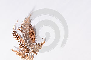 Autumn simple abstract background with dry brown fern leaf in sun beam with shadow on white wood board, top view, border.