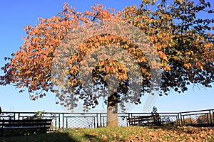 Autumn, single tree with colorful leaves and an empty bunch