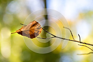 Autumn single tree leaf background