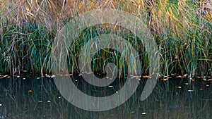 Reeds at water's edge reflected in water