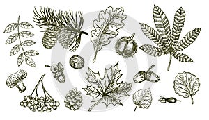 Autumn sketch set with leaves, berries, fir cones, mushrooms, acorns and nuts. Forest botanical elements for decoration