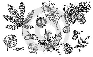 Autumn sketch set with leaves, berries, fir cones, nuts, mushrooms and acorns. Detailed forest botanical elements