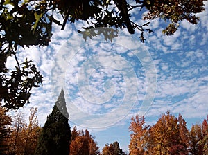 Autumn Skies Beyond the Trees