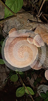 Autumn skullcap mushroom generally grows on dead wood, especially conifers.