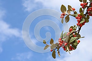 Autumn sky background